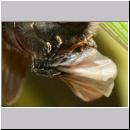 Stylops melittae - Faecherfluegler m28 5mm an Andrena vaga.jpg